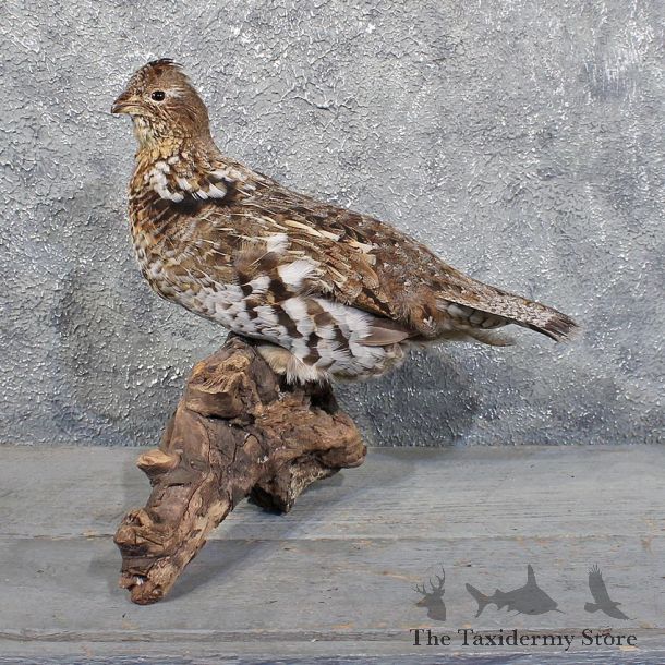 Standing Ruffed Grouse Mount #11781 For Sale @ The Taxidermy Store
