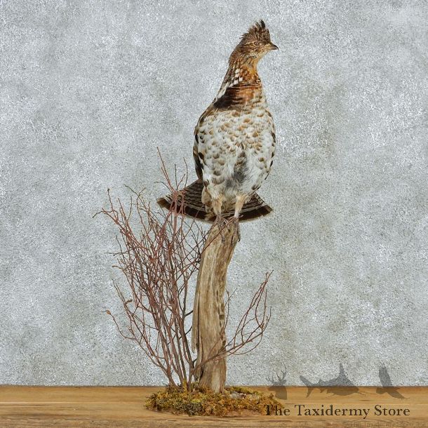 Perched Ruffed Grouse Life Size Taxidermy Mount #12953 For Sale @ The Taxidermy Store