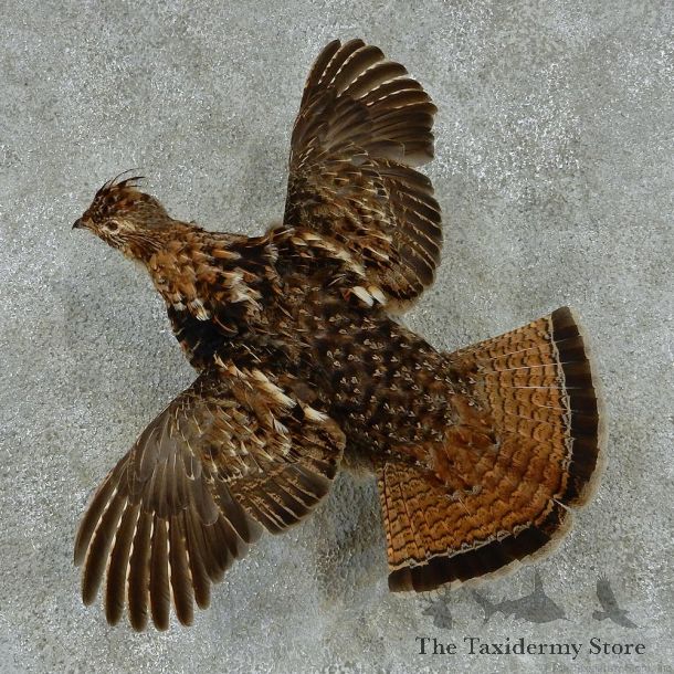 Flying Ruffed Grouse Taxidermy Mount #13134 For Sale @ The Taxidermy Store