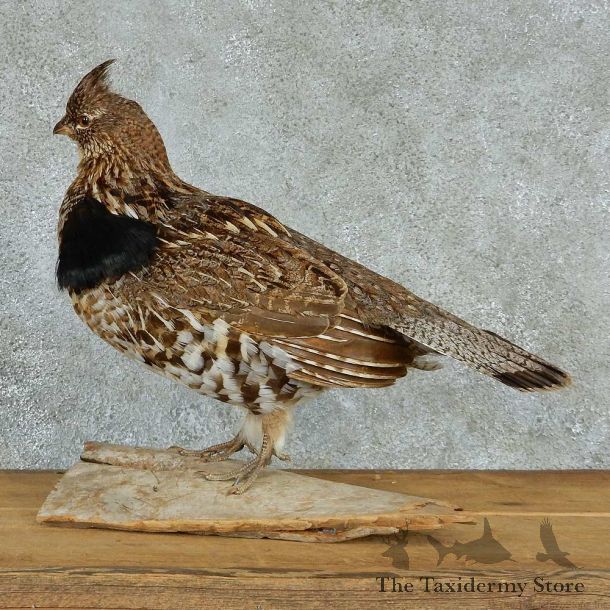 Ruffed Grouse Life-Size Taxidermy Mount #13296 For Sale @ The Taxidermy Store