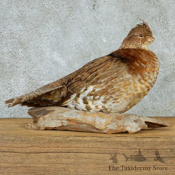 Ruffed Grouse Life-Size Taxidermy Mount #13297 For Sale @ The Taxidermy Store