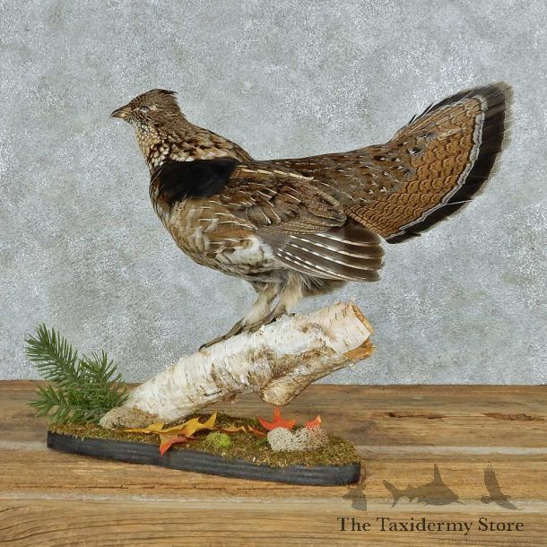 Standing Ruffed Grouse Mount #13676 For Sale @ The Taxidermy Store
