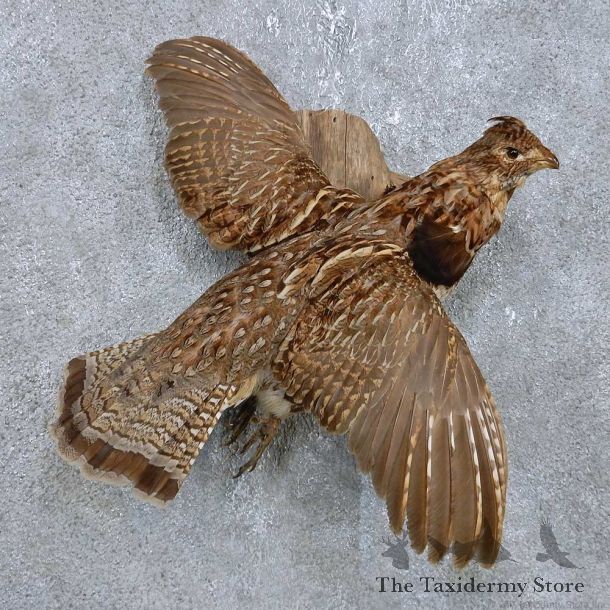 Flying Sharp-tailed Grouse Mount For Sale #14823 @ The Taxidermy Store