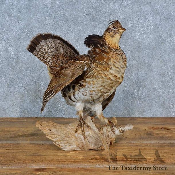 Ruffed Grouse Bird Mount For Sale #15415 @ The Taxidermy Store