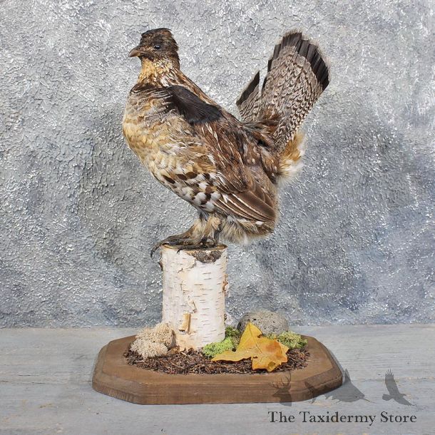 Standing Ruffed Grouse Mount #11720 For Sale @ The Taxidermy Store