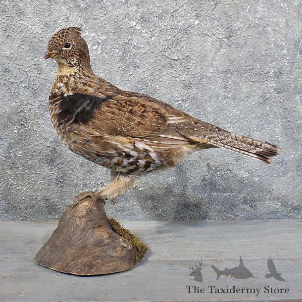 Standing Ruffed Grouse Mount #11721 For Sale @ The Taxidermy Store