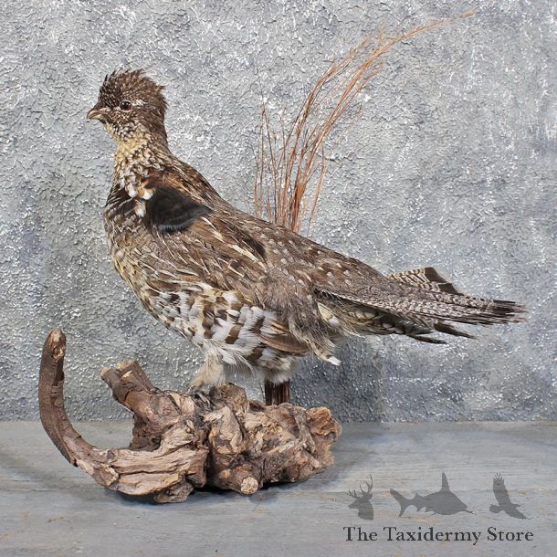 Standing Ruffed Grouse Mount #11722 For Sale @ The Taxidermy Store