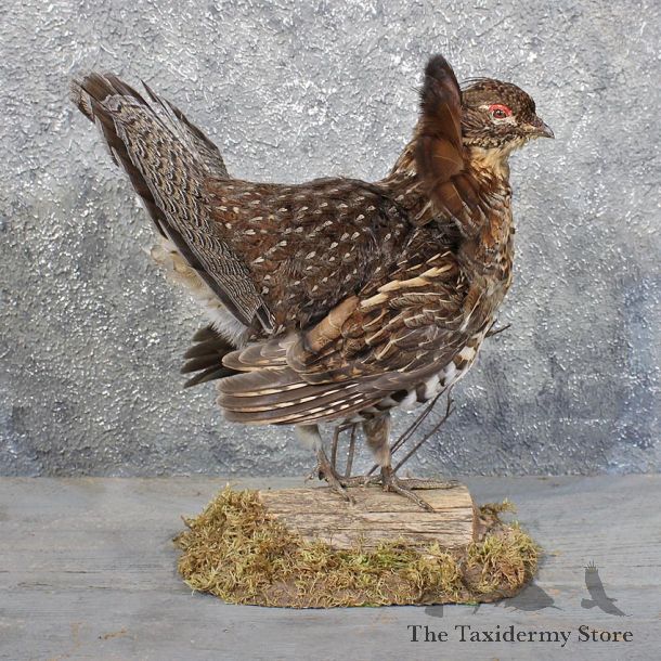 Standing Ruffed Grouse Mount #11723 For Sale @ The Taxidermy Store