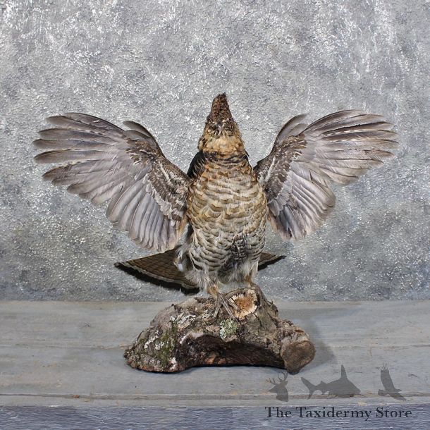 Drumming Ruffed Grouse Mount #11725 For Sale @ The Taxidermy Store