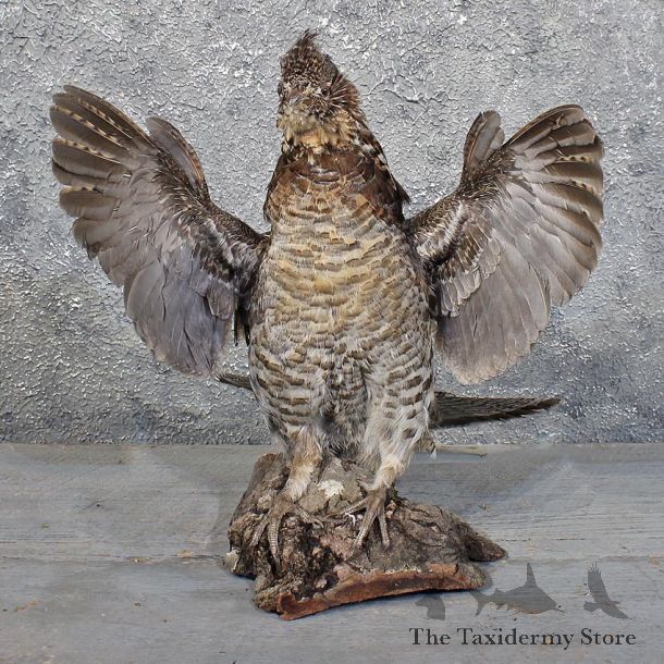 Drumming Ruffed Grouse Mount #11726 For Sale @ The Taxidermy Store