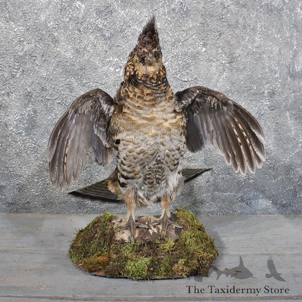 Drumming Ruffed Grouse Mount #11727 For Sale @ The Taxidermy Store