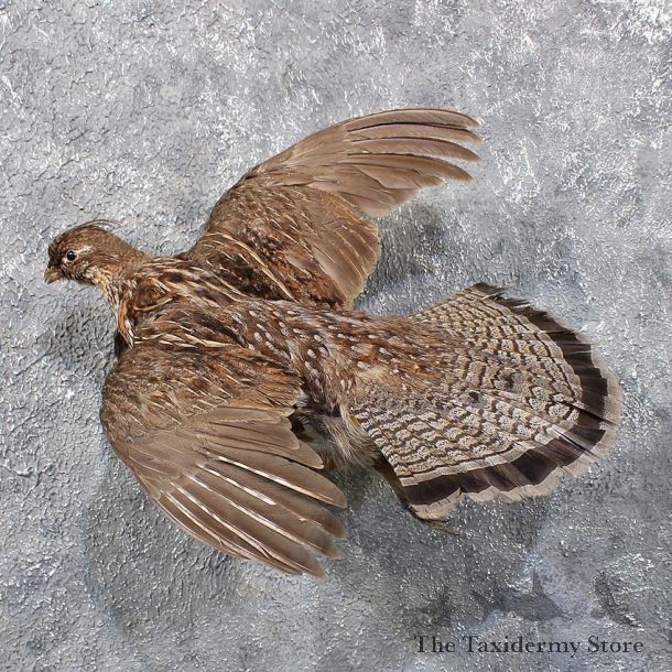 Flying Ruffed Grouse Mount #11729 For Sale @ The Taxidermy Store