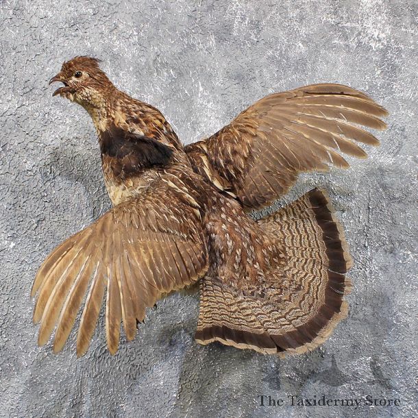 Flying Ruffed Grouse Mount #11730 For Sale @ The Taxidermy Store