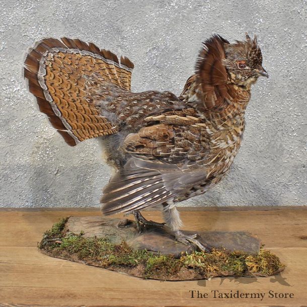 Standing Ruffed Grouse Mount #12118 For Sale @ The Taxidermy Store