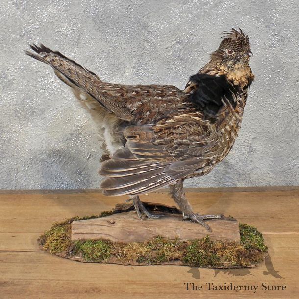 Standing Ruffed Grouse Mount #12119 For Sale @ The Taxidermy Store