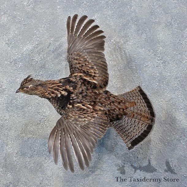 Flying Ruffed Grouse Mount #12141 For Sale @ The Taxidermy Store