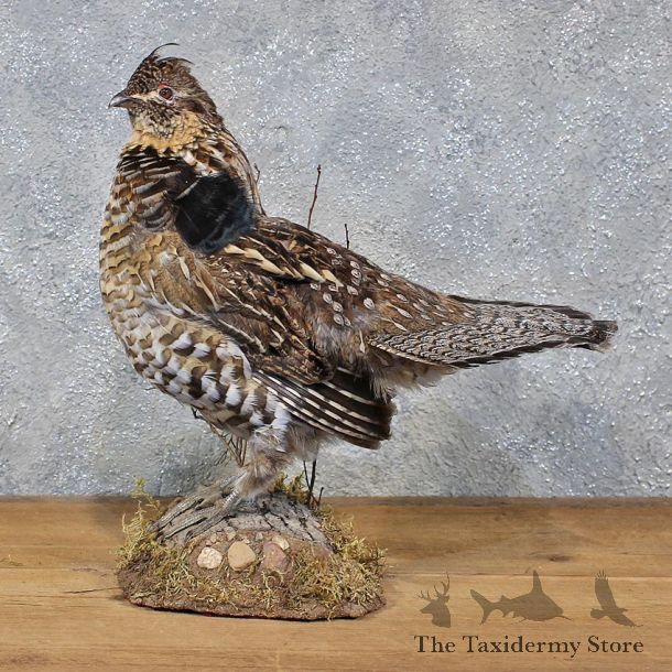 Standing Ruffed Grouse Mount #11972 For Sale @ The Taxidermy Store