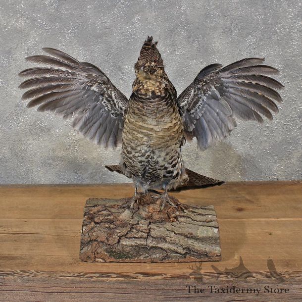 Drumming Ruffed Grouse Mount #12120 For Sale @ The Taxidermy Store