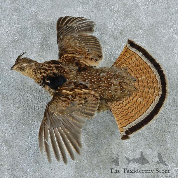 Flying Ruffed Grouse Taxidermy Mount #12724 For Sale @ The Taxidermy Store