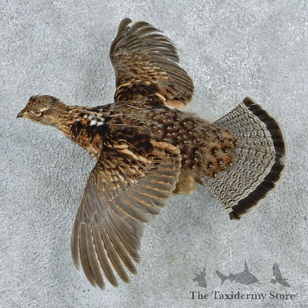 Flying Ruffed Grouse Taxidermy Mount #12725 For Sale @ The Taxidermy Store