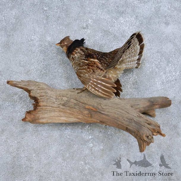 Standing Ruffed Grouse Bird Mount For Sale #14692 @ The Taxidermy Store
