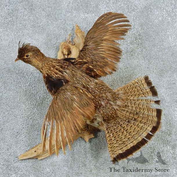 Flying Ruffed Grouse Taxidermy Mount #12767 For Sale @ The Taxidermy Store