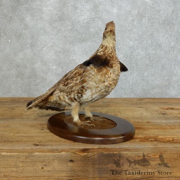 Ruffed Grouse Bird Mount For Sale #18355 @ The Taxidermy Store