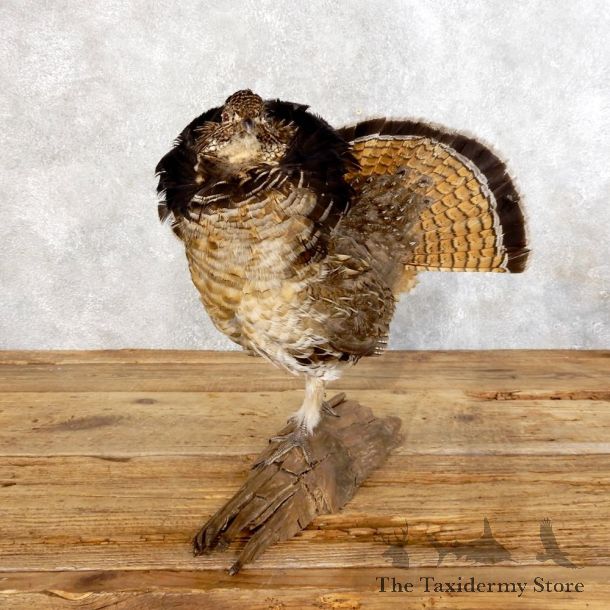 Ruffed Grouse Bird Mount For Sale #18546 - The Taxidermy Store
