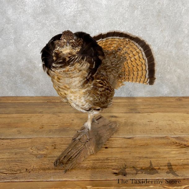 Ruffed Grouse Bird Mount For Sale #19085 - The Taxidermy Store