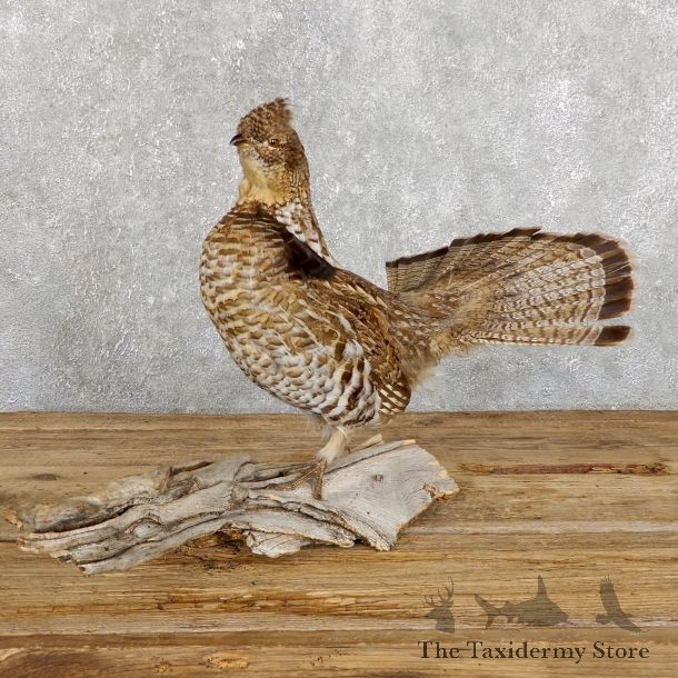 Ruffed Grouse Bird Mount For Sale #19479 @ The Taxidermy Store
