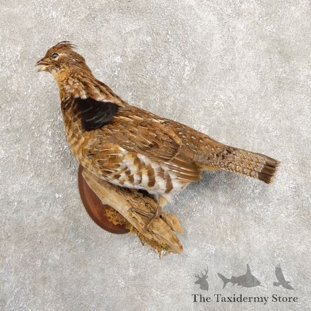 Ruffed Grouse Bird Mount For Sale #19721 @ The Taxidermy Store