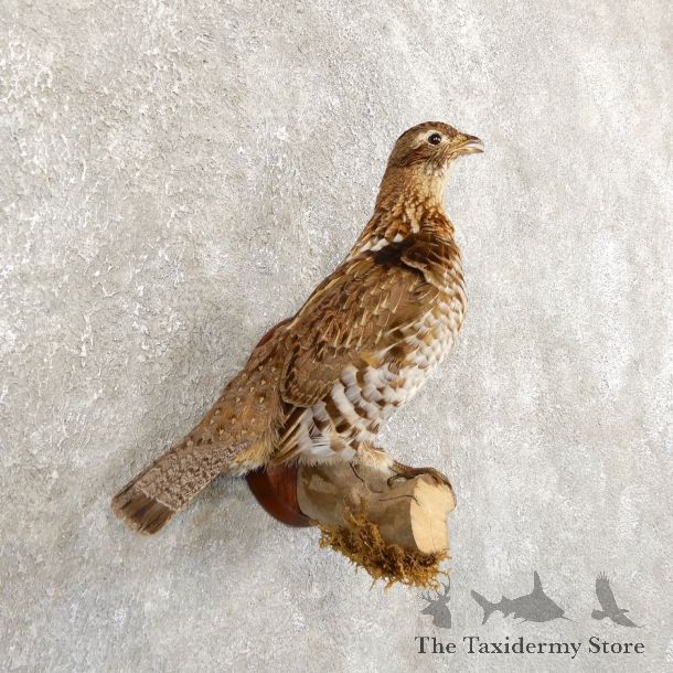 Ruffed Grouse Bird Mount For Sale #19723 @ The Taxidermy Store