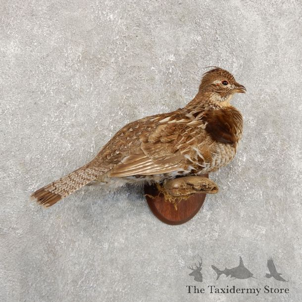 Ruffed Grouse Bird Mount For Sale #19724 @ The Taxidermy Store