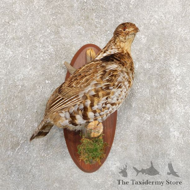 Ruffed Grouse Bird Mount For Sale #19726 @ The Taxidermy Store