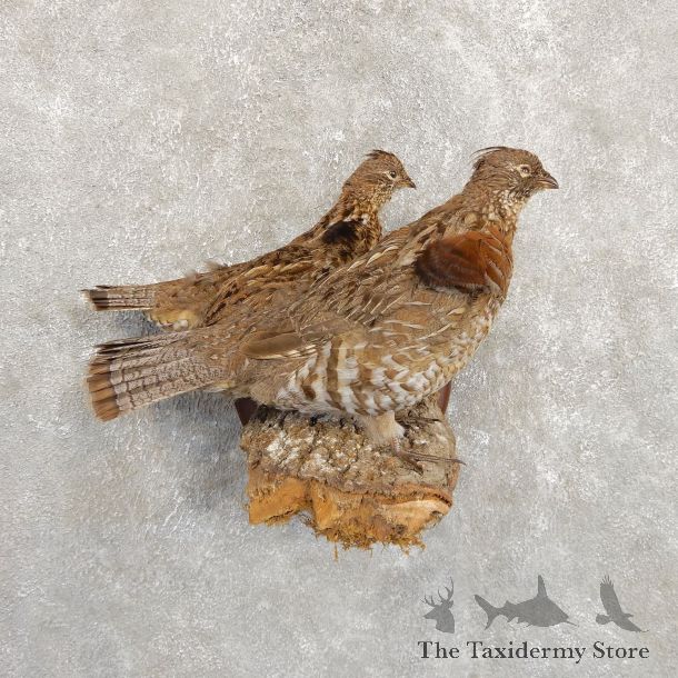 Ruffed Grouse Bird Mount For Sale #19728 @ The Taxidermy Store