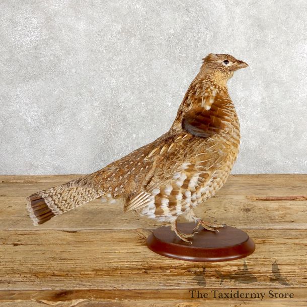Ruffed Grouse Bird Mount For Sale #19770 @ The Taxidermy Store