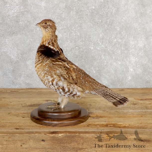 Ruffed Grouse Bird Mount For Sale #19771 @ The Taxidermy Store