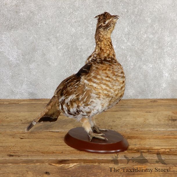 Ruffed Grouse Bird Mount For Sale #19772 @ The Taxidermy Store