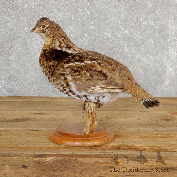 Ruffed Grouse Bird Mount For Sale #19773 @ The Taxidermy Store