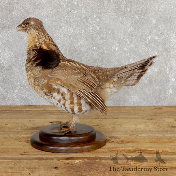 Ruffed Grouse Bird Mount For Sale #19774 @ The Taxidermy Store