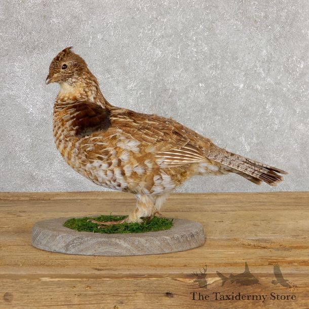Ruffed Grouse Bird Mount For Sale #19775 @ The Taxidermy Store