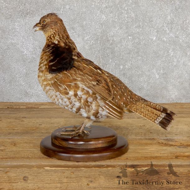 Ruffed Grouse Bird Mount For Sale #19776 @ The Taxidermy Store