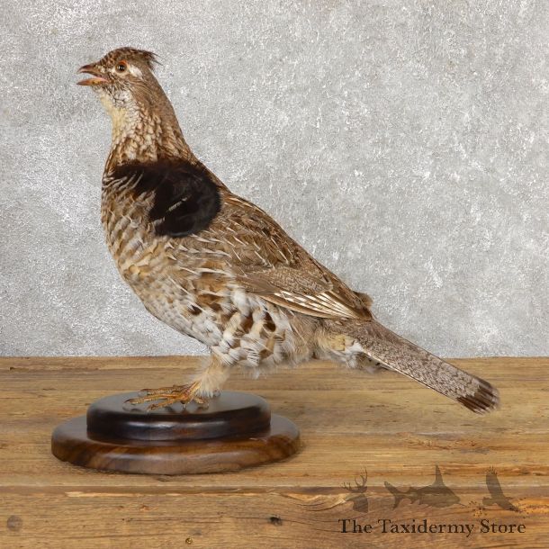 Ruffed Grouse Bird Mount For Sale #19777 @ The Taxidermy Store