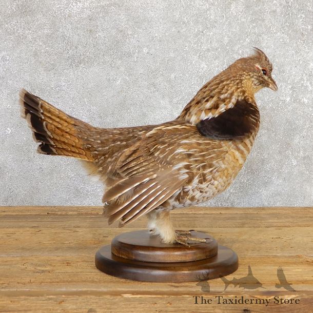 Ruffed Grouse Bird Mount For Sale #19778 @ The Taxidermy Store