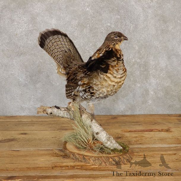 Ruffed Grouse Bird Mount For Sale #20122 @ The Taxidermy Store