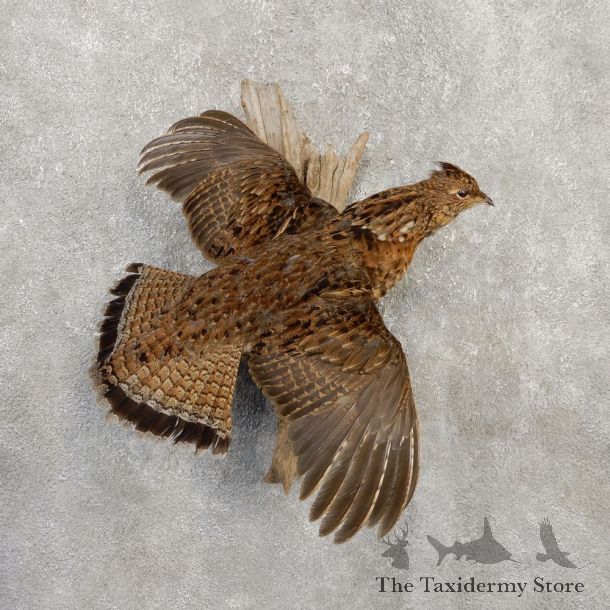 Ruffed Grouse Bird Mount For Sale #20284 @ The Taxidermy Store