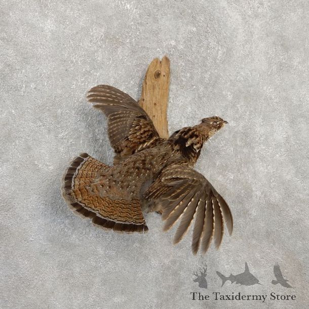 Ruffed Grouse Bird Mount For Sale #20285 @ The Taxidermy Store