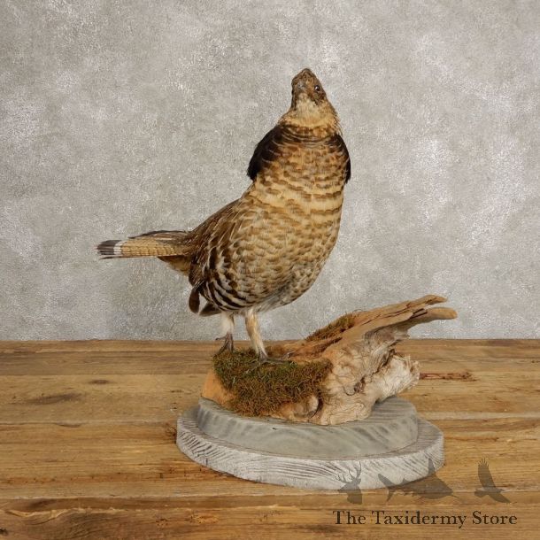 Ruffed Grouse Bird Mount For Sale #20502 @ The Taxidermy Store