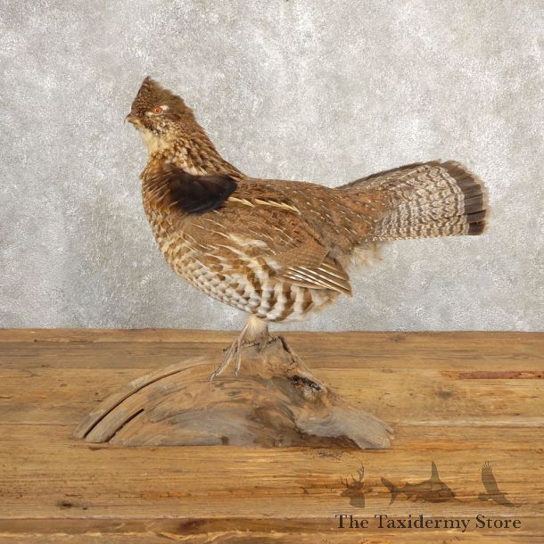 Ruffed Grouse Bird Mount For Sale #20629 @ The Taxidermy Store