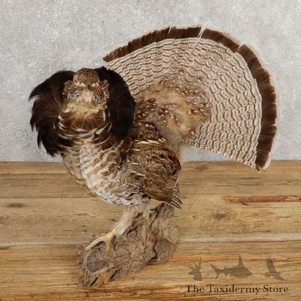 Ruffed Grouse Bird Mount For Sale #20640 @ The Taxidermy Store